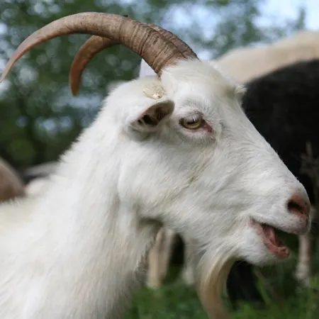 Hotel Singender Wirt