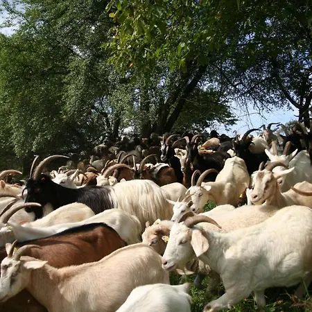 Singender Wirt Hotel