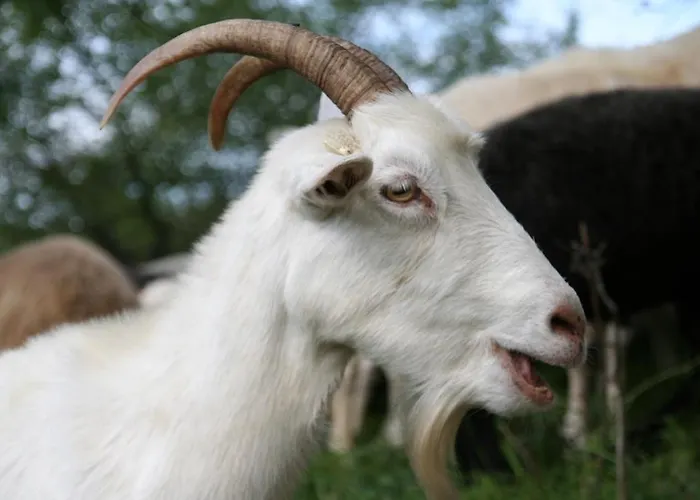 Hotell Singender Wirt